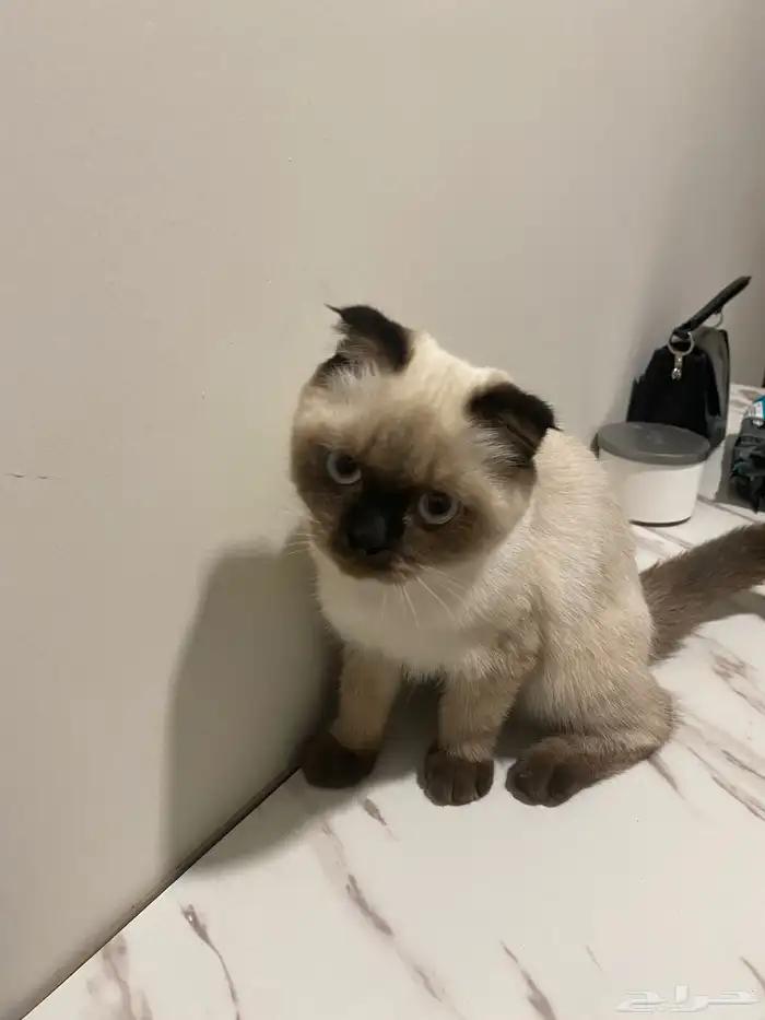 للبيع  قط ة ممي زة (سكوتش فولد   هملايا) 2