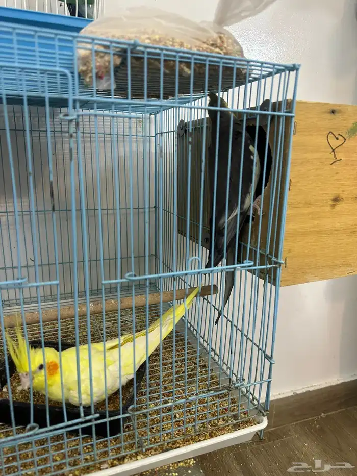 زوج كراون منتج 1