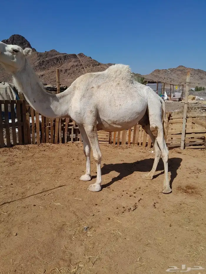 لقحه وضحا موطي 3