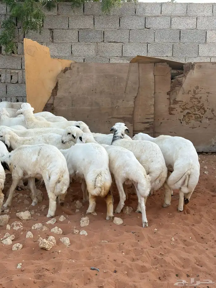 طليان للبيع 0