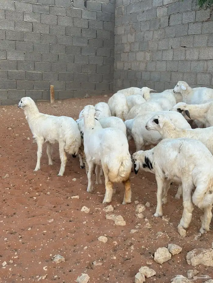 طليان للبيع 1