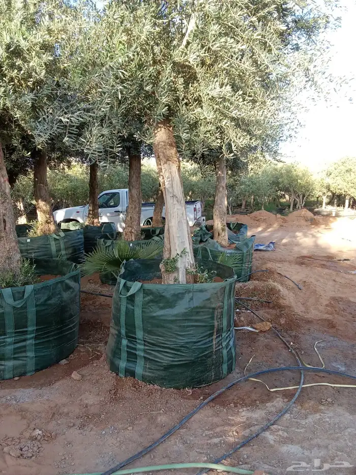 زيتون مراكن وحمضيات وبرتقال 1