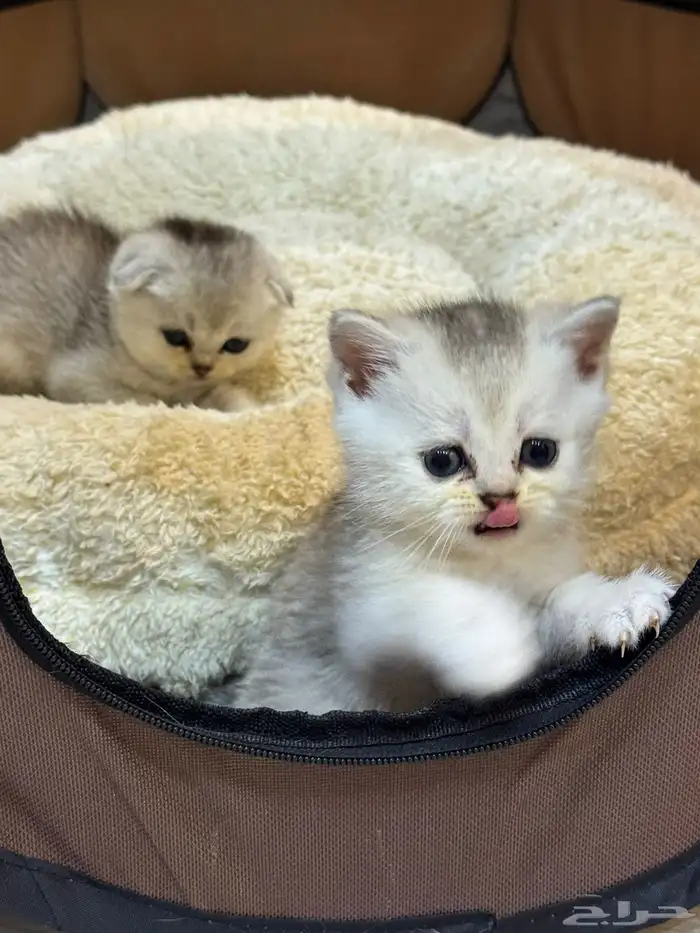 كيتن بيور سكوتش 2