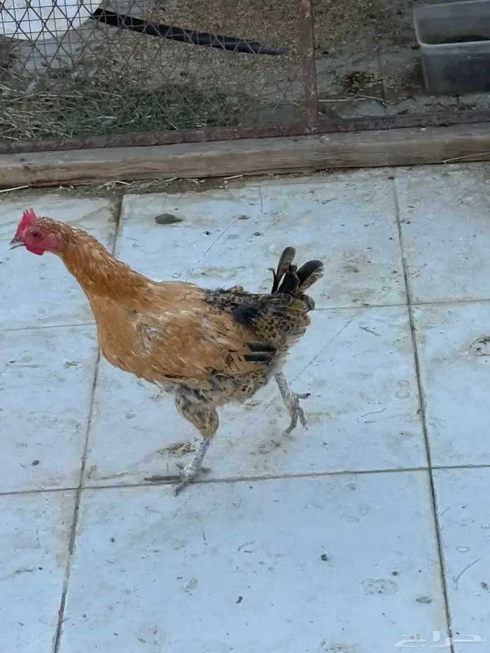 دجاج بلدي للبيع 3