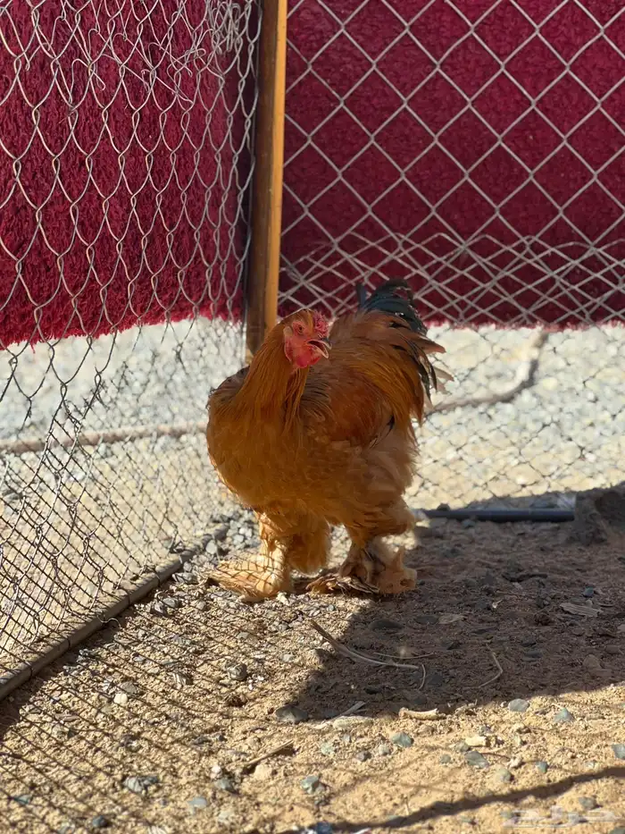 للبيع ديك براهما 4