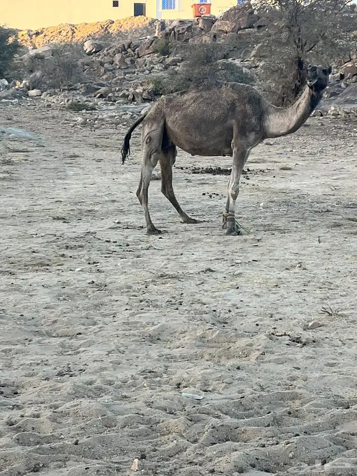 عشر من البل للبيع 2