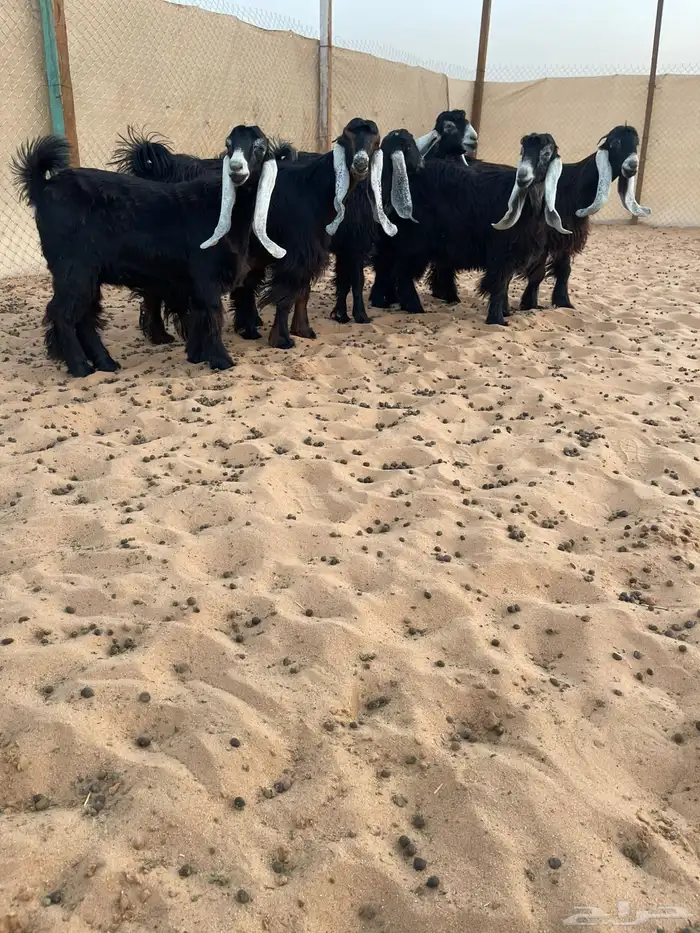 للبيع جذعات عوارض صنف الصنف 0