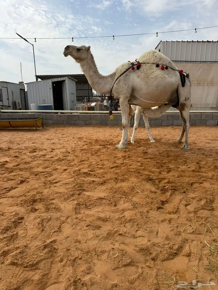 خلفه منيحه طيبه وهديه 1