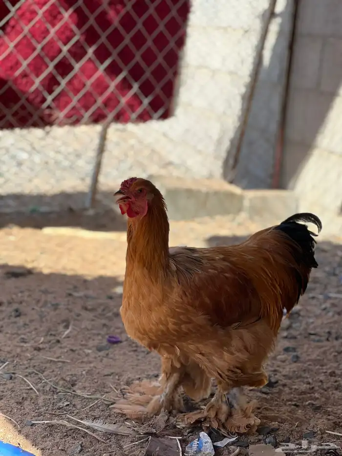 للبيع ديك براهما 2