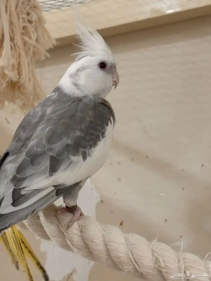 ذكر كروان ريسسف 1