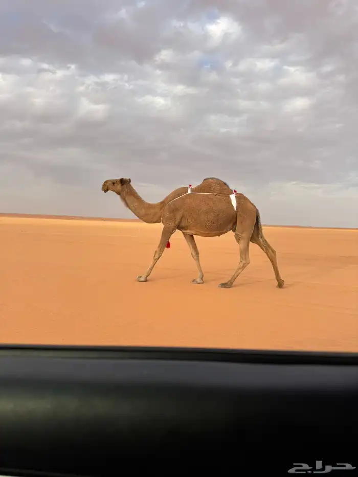 للبيع ضروبه شعلا طيبه ومنتج 0