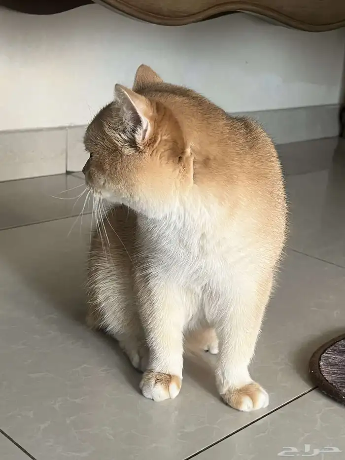 قطط ذكور للتزاوج 1