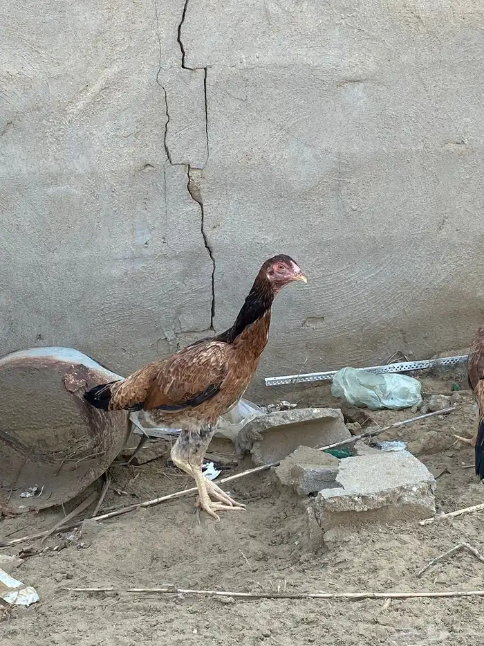 دجاج باكستاني 8