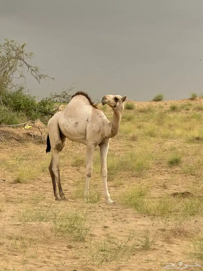 قعود اركي للبيع 3