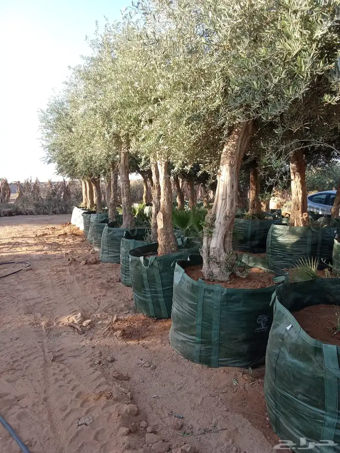 زيتون مراكن وحمضيات وبرتقال 2