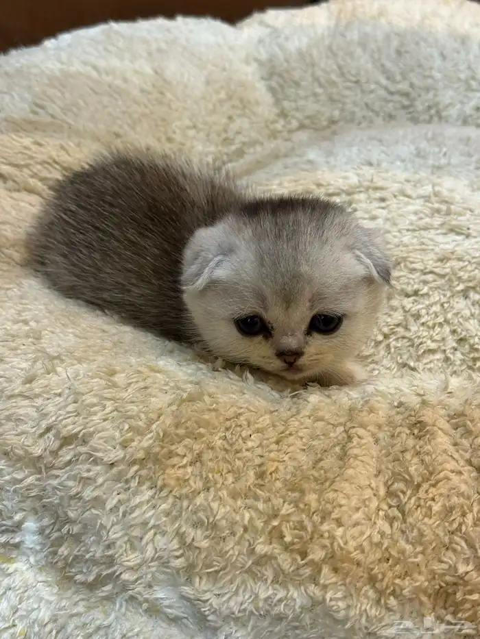 كيتن بيور سكوتش 3