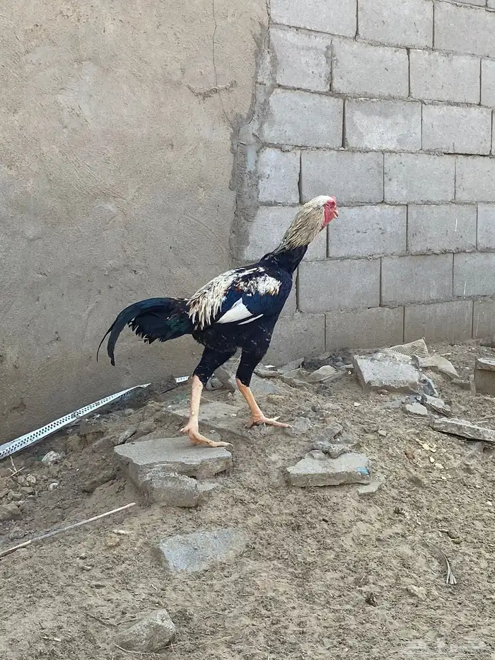 دجاج باكستاني 7