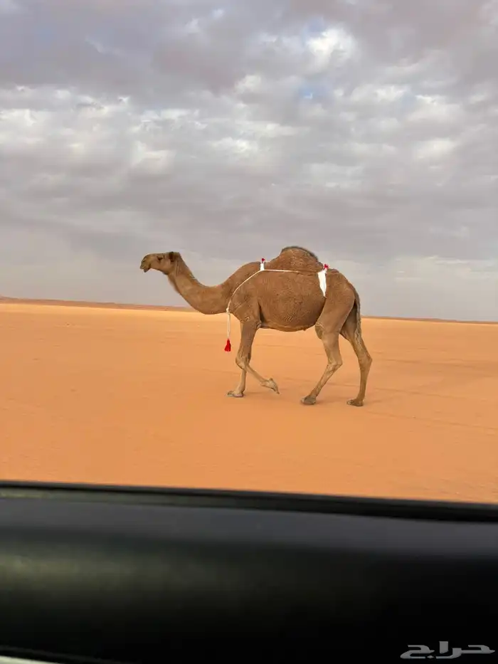 للبيع ضروبه شعلا طيبه ومنتج 1