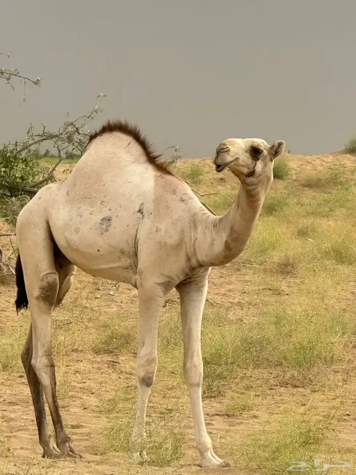 قعود اركي للبيع 1