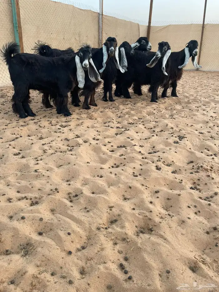 للبيع جذعات عوارض صنف الصنف 1