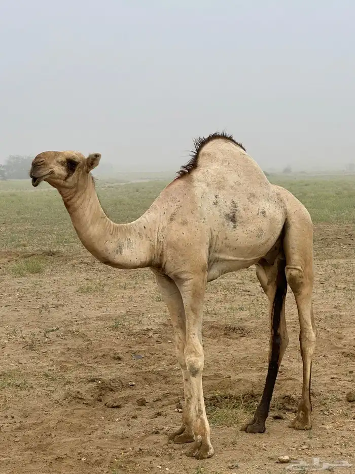 قعود اركي للبيع 4