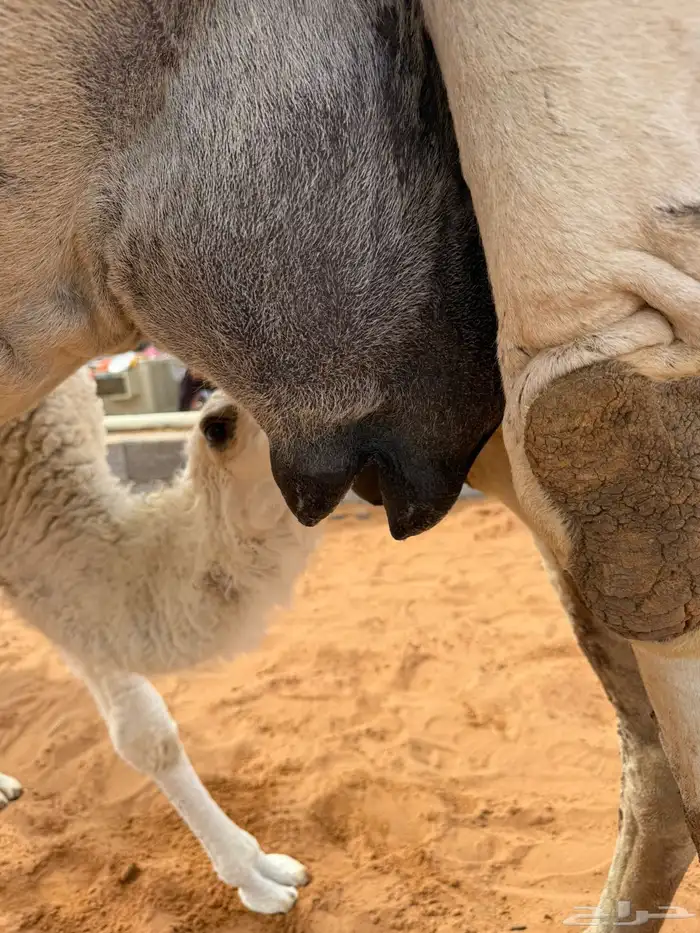 خلفه منيحه طيبه وهديه 5