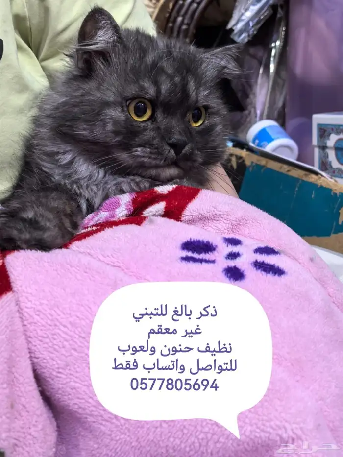 قطط للتبني عاجل 4