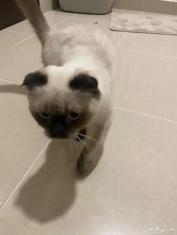 للبيع  قط ة ممي زة (سكوتش فولد   هملايا) 0