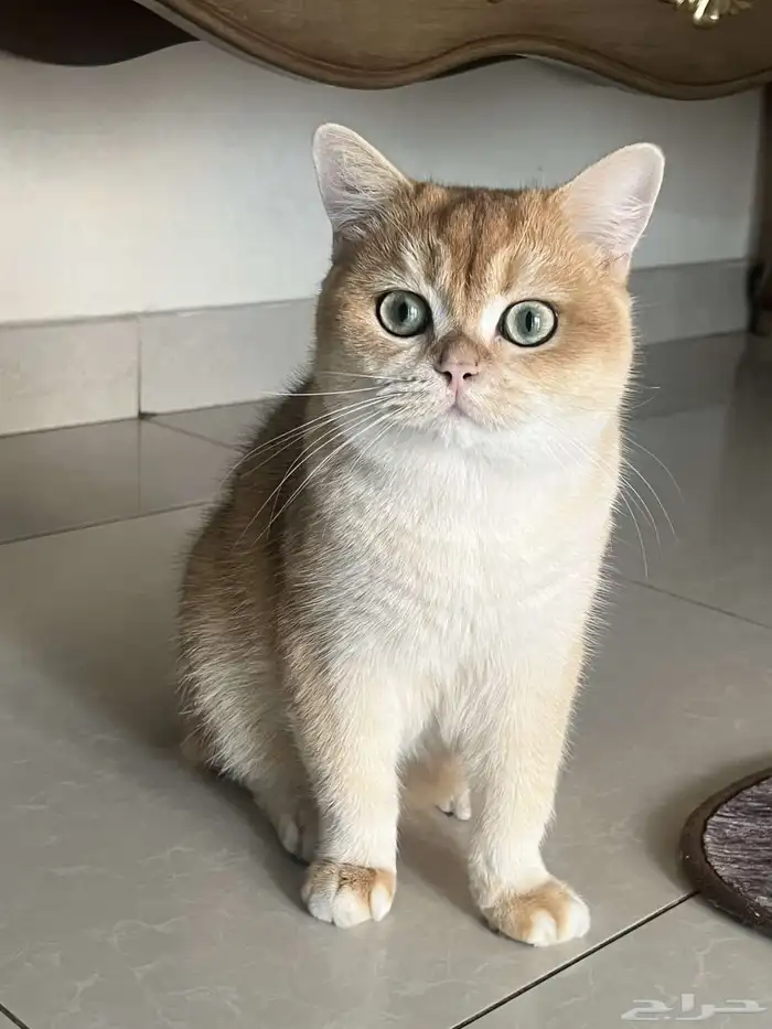 قطط ذكور للتزاوج 2