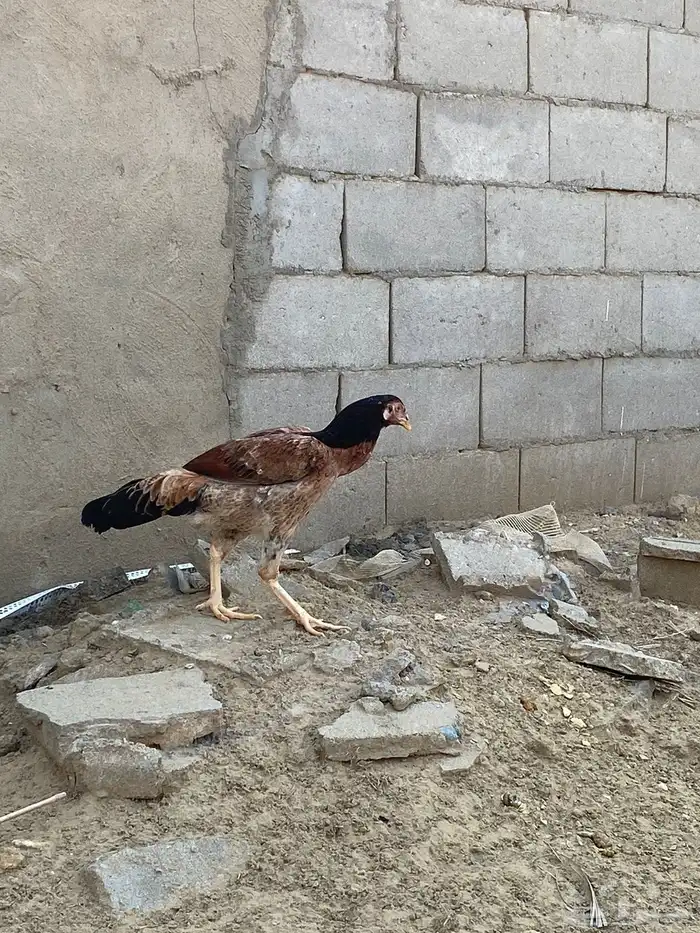 دجاج باكستاني 9