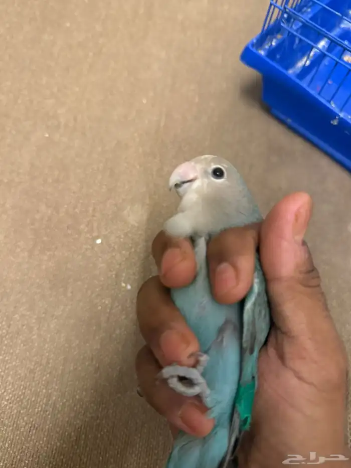 للبيع روز انثى اليفه 12