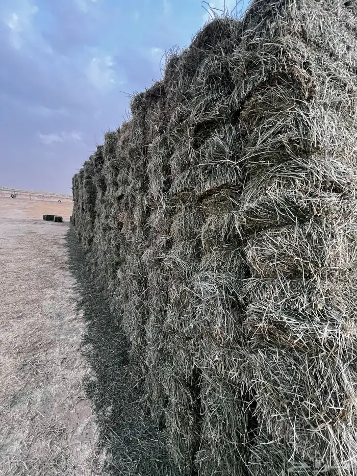 برسيم صافي جندير اعلاف 1