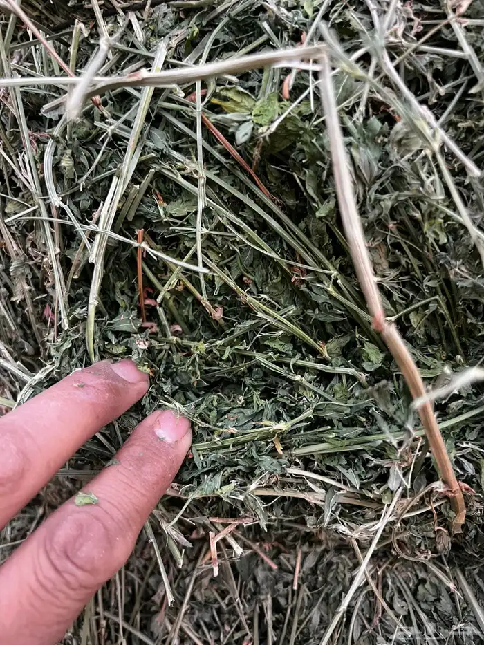 برسيم صافي جندير اعلاف 0