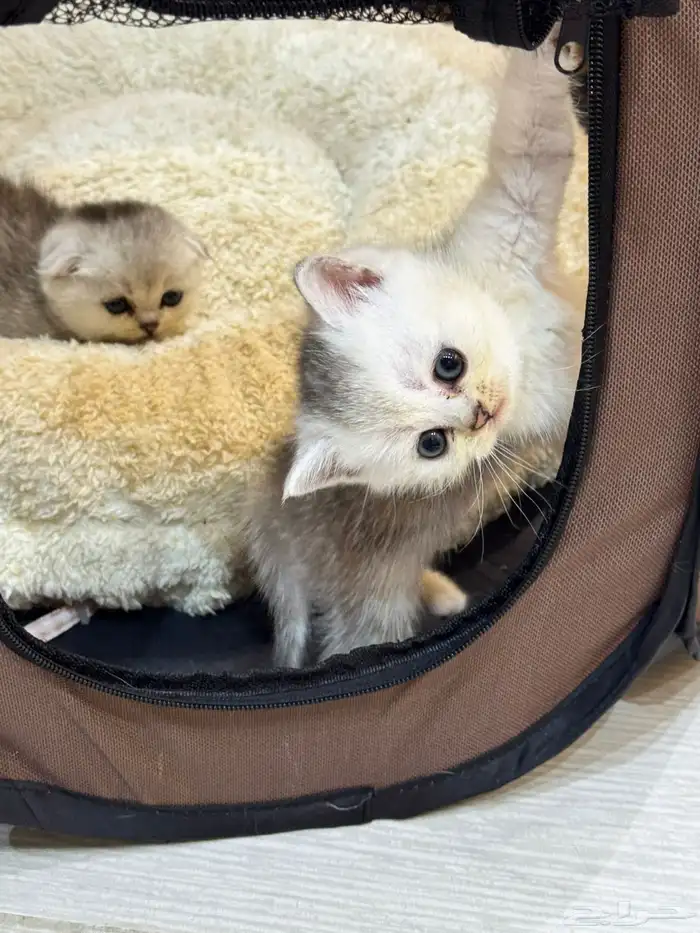 كيتن بيور سكوتش 1