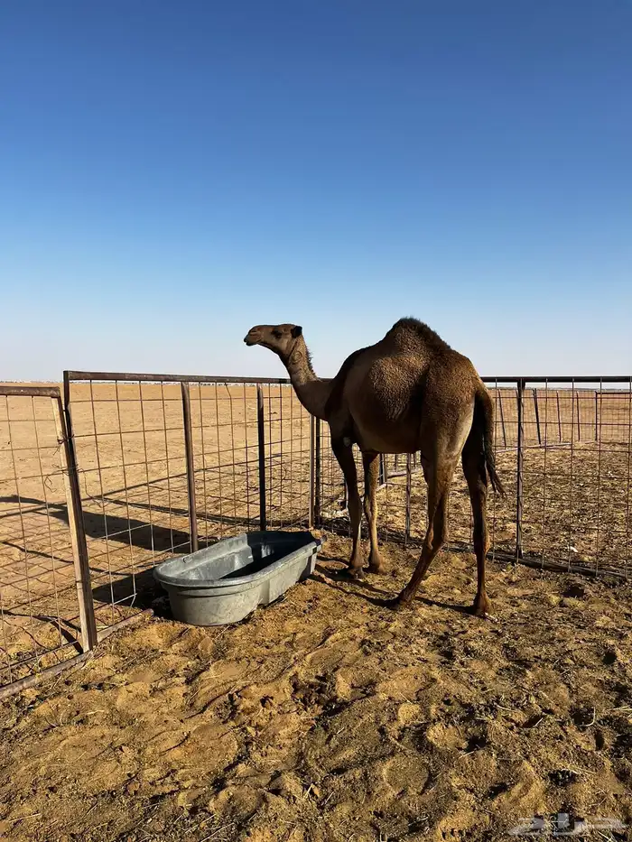 بكره لقيه صفراء 1