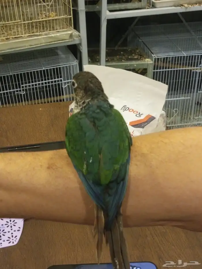 فرخ كنيور تركواز اليف ووليف وهدد للبيع 1