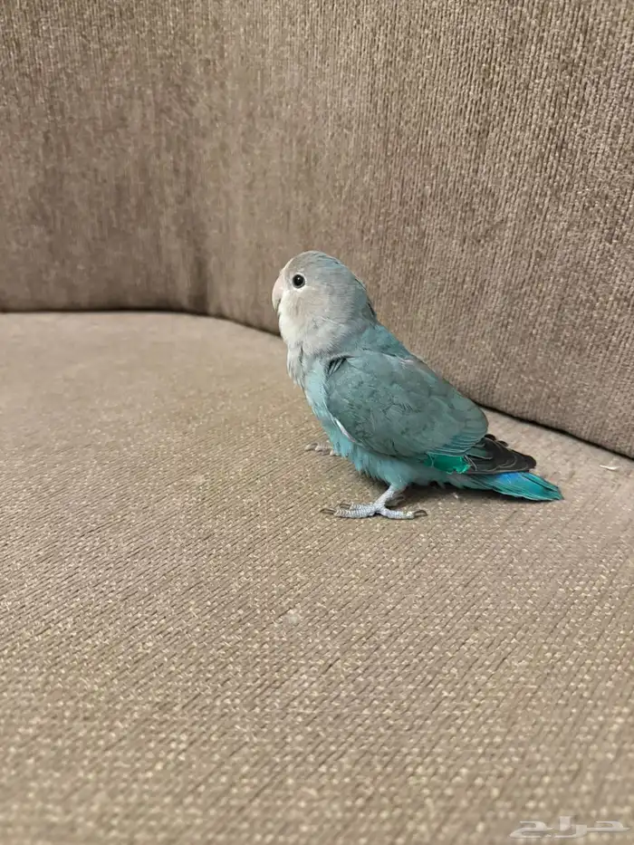 للبيع روز انثى اليفه 13