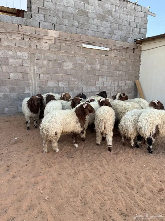 ذبايح بلدي شرط نصف ذبيحة او ذبيحة كامله 3