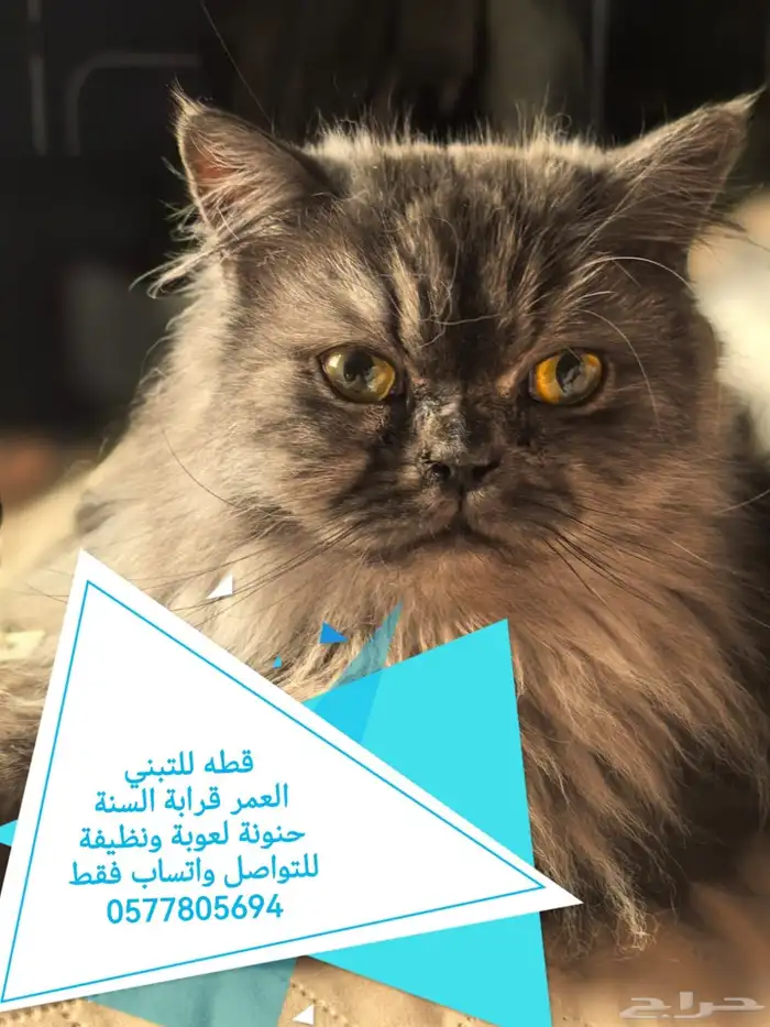 قطط للتبني عاجل 0