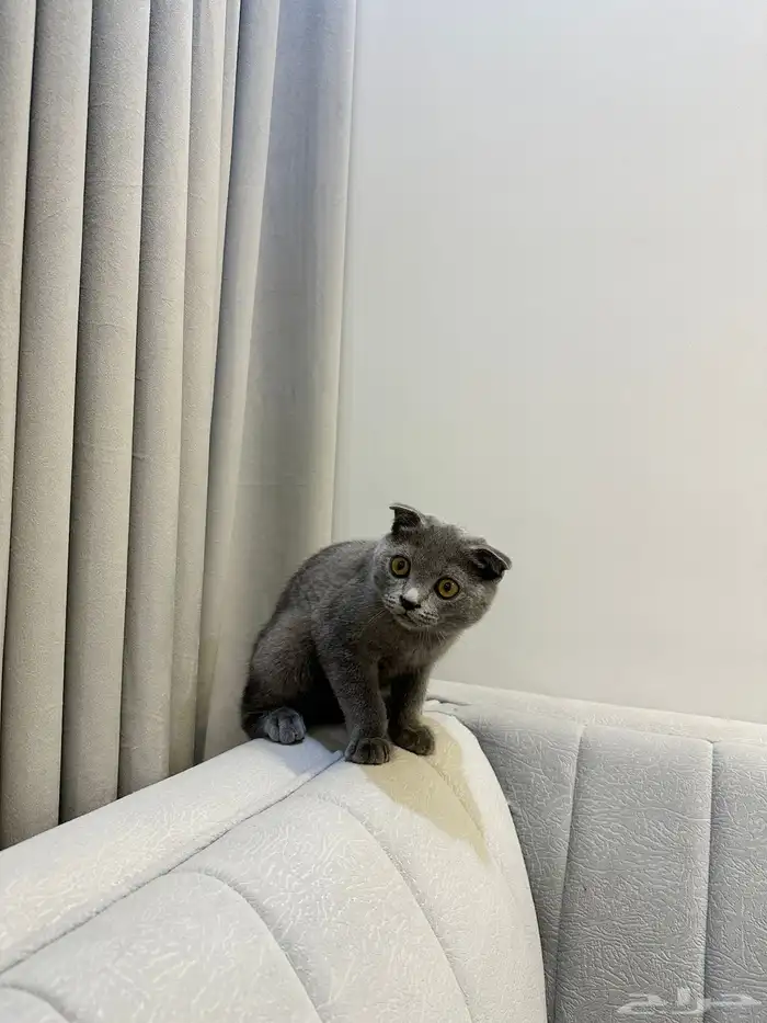 سكوتش للبيع 2