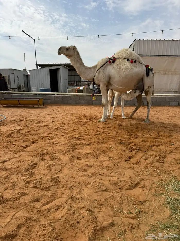 خلفه منيحه طيبه وهديه 0