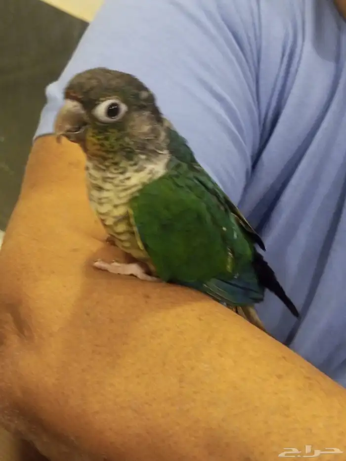 فرخ كنيور تركواز اليف ووليف وهدد للبيع 3