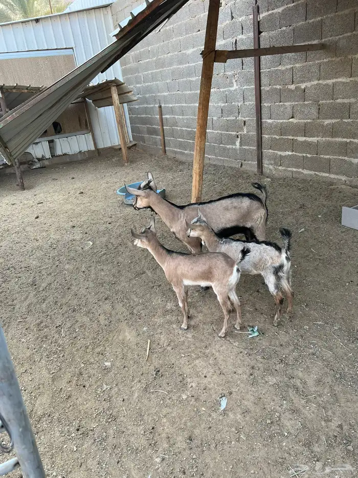 عنز بنت وعل معها جفرتين كبار 2