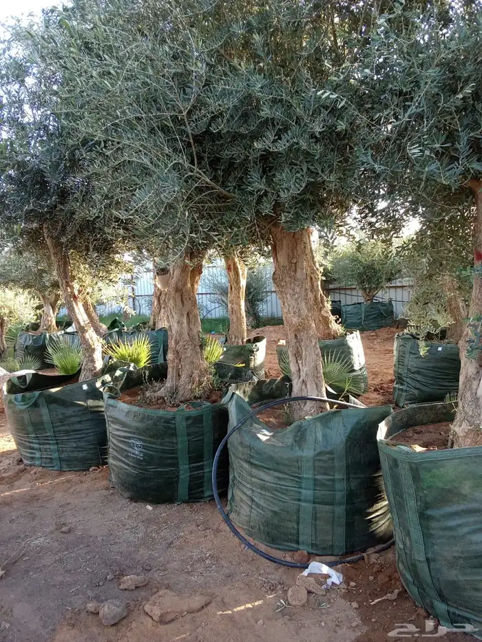 زيتون مراكن وحمضيات وبرتقال 0