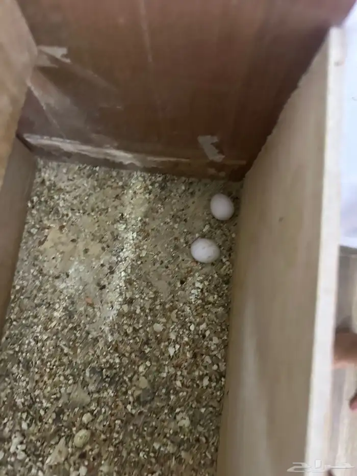 زوج كراون منتج 3