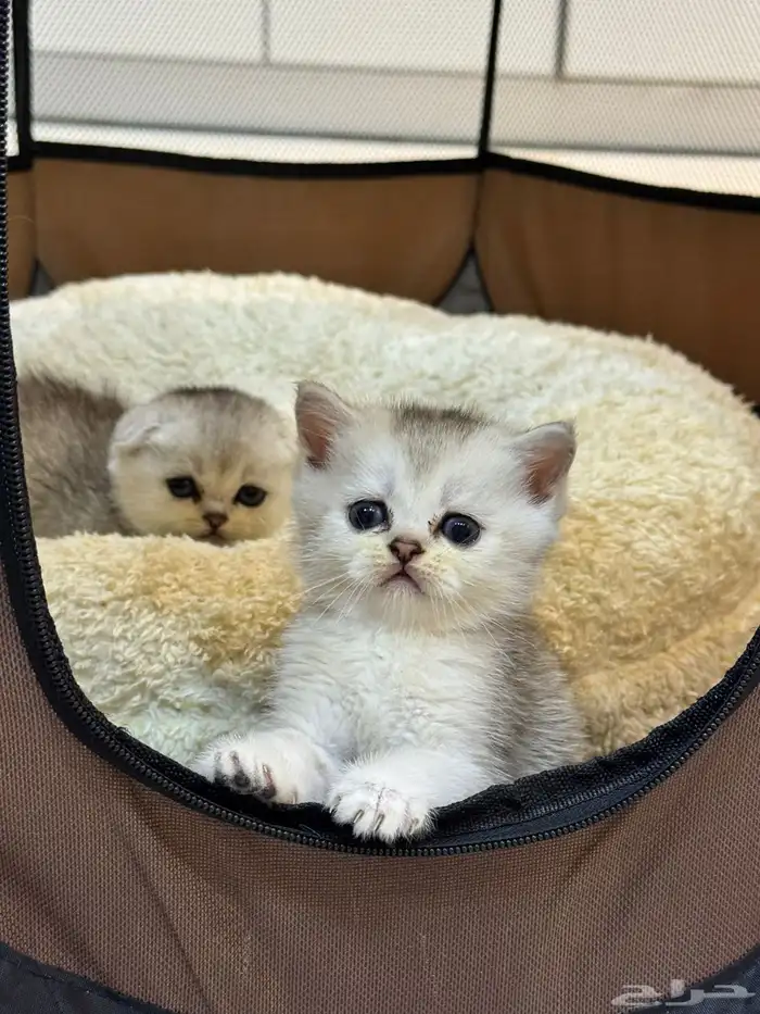 كيتن بيور سكوتش 0