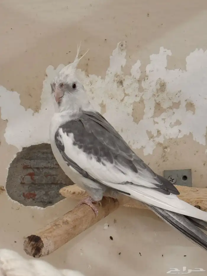 ذكر كروان ريسسف 0