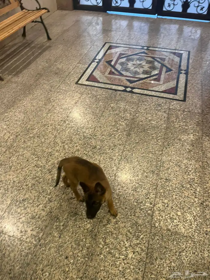 كلبة ماليونو للبيع تم تنزيل الحد 1