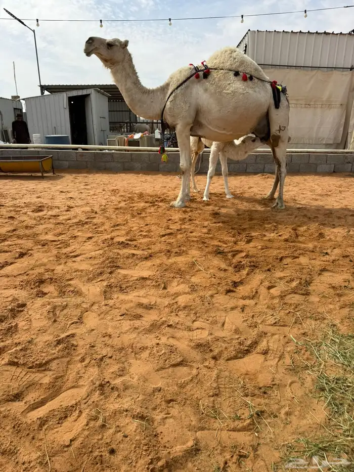 خلفه منيحه طيبه وهديه 4