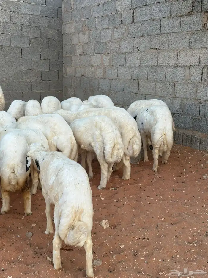 طليان للبيع 3